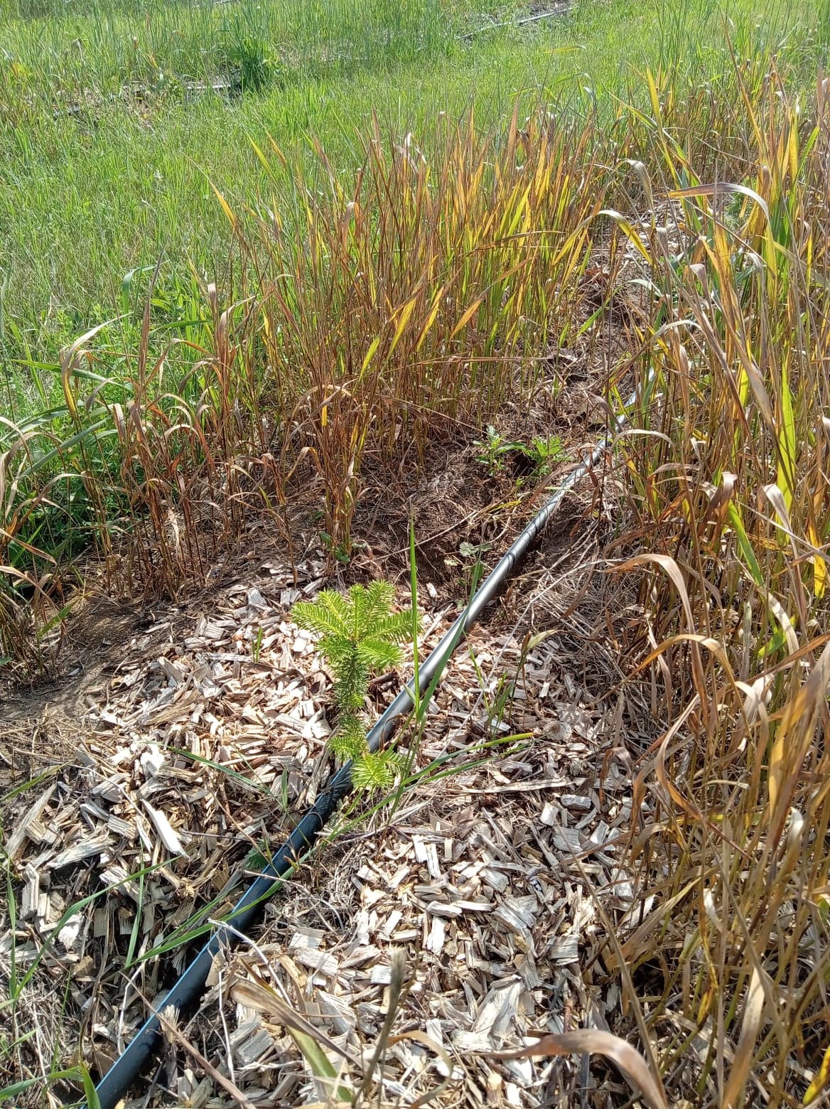 Effects of post-emergent grass herbicide application